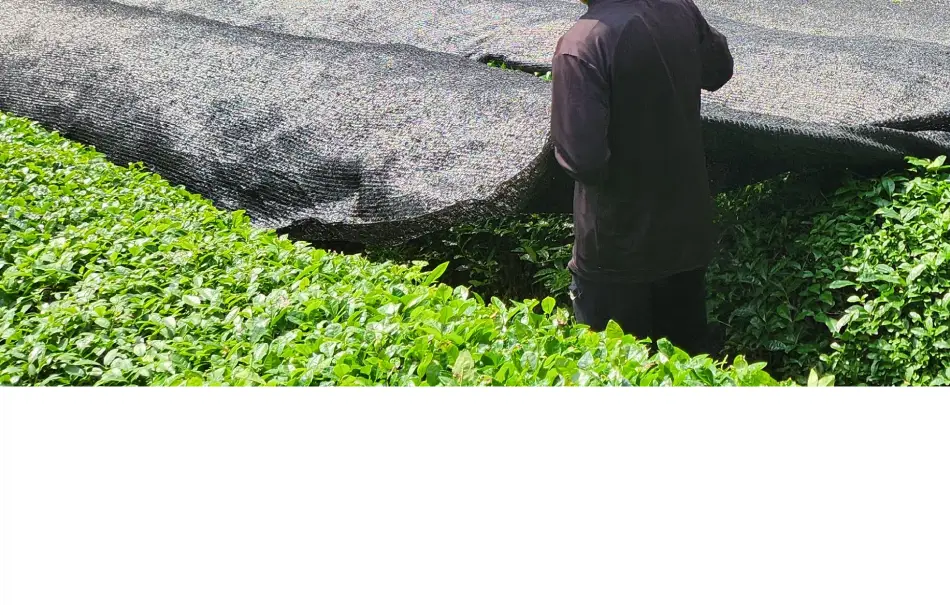 맥파이앤타이거 말차 40g 세레모니얼 상세페이지 7