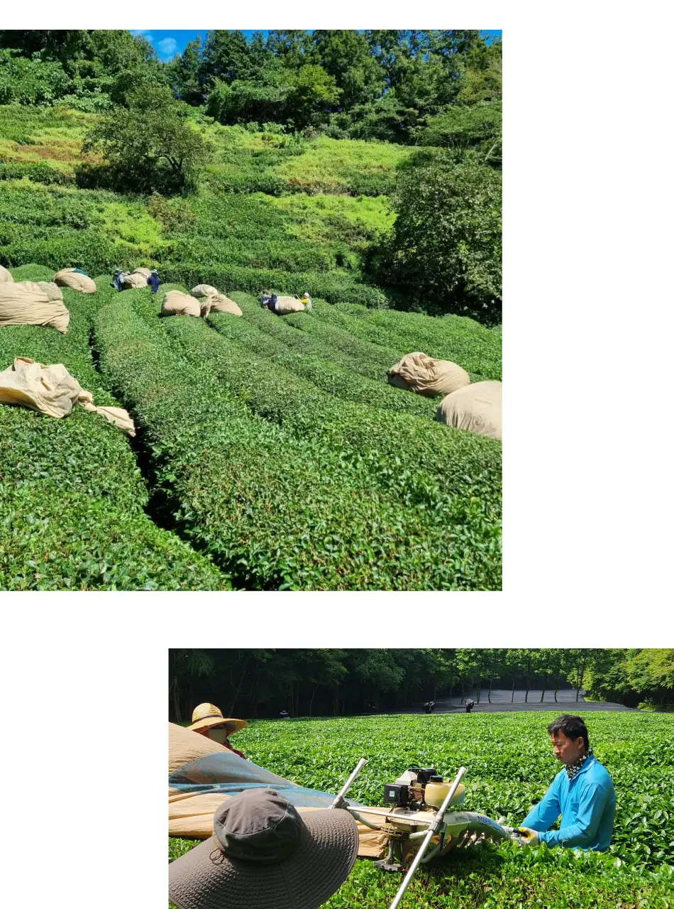 맥파이앤타이거 말차 40g 세레모니얼 상세페이지 8