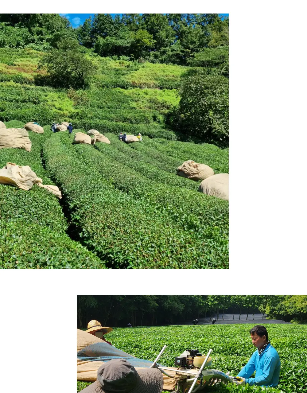 맥파이앤타이거 말차 40g 호지 상세페이지 8