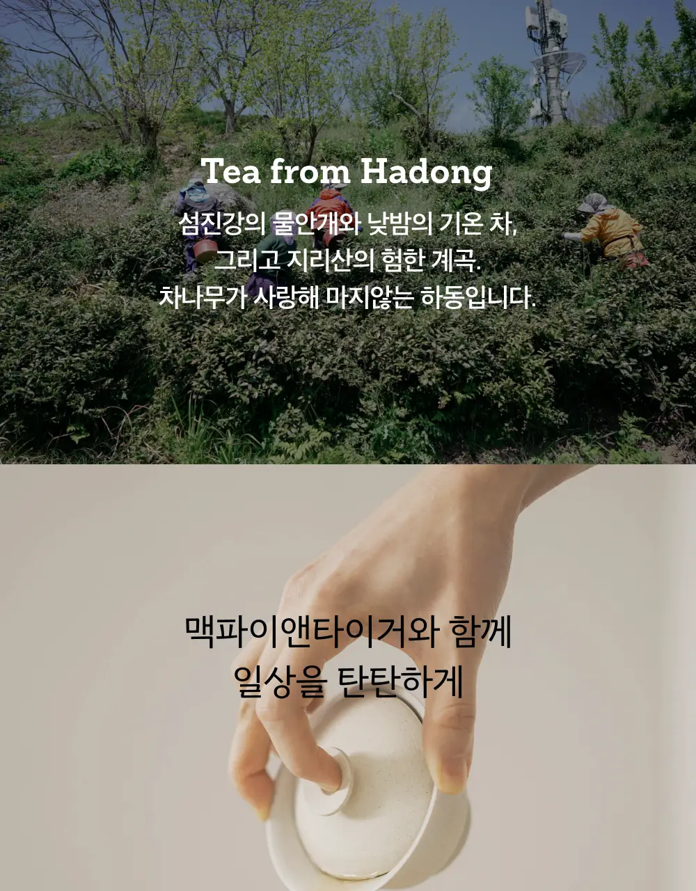 맥파이앤타이거 티백 1.5g 10개입 감잎차 상세페이지 11