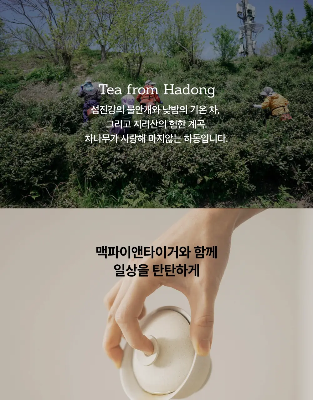 맥파이앤타이거 티백 2g 10개입 호지차 상세페이지 9