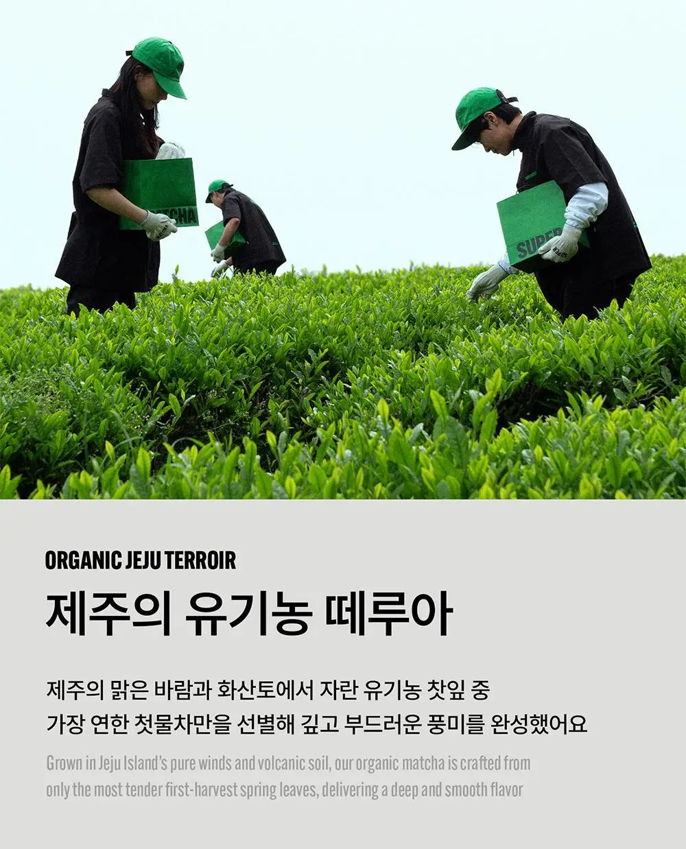 슈퍼말차 스윗 포켓 10개입 (50g) 상세페이지 5