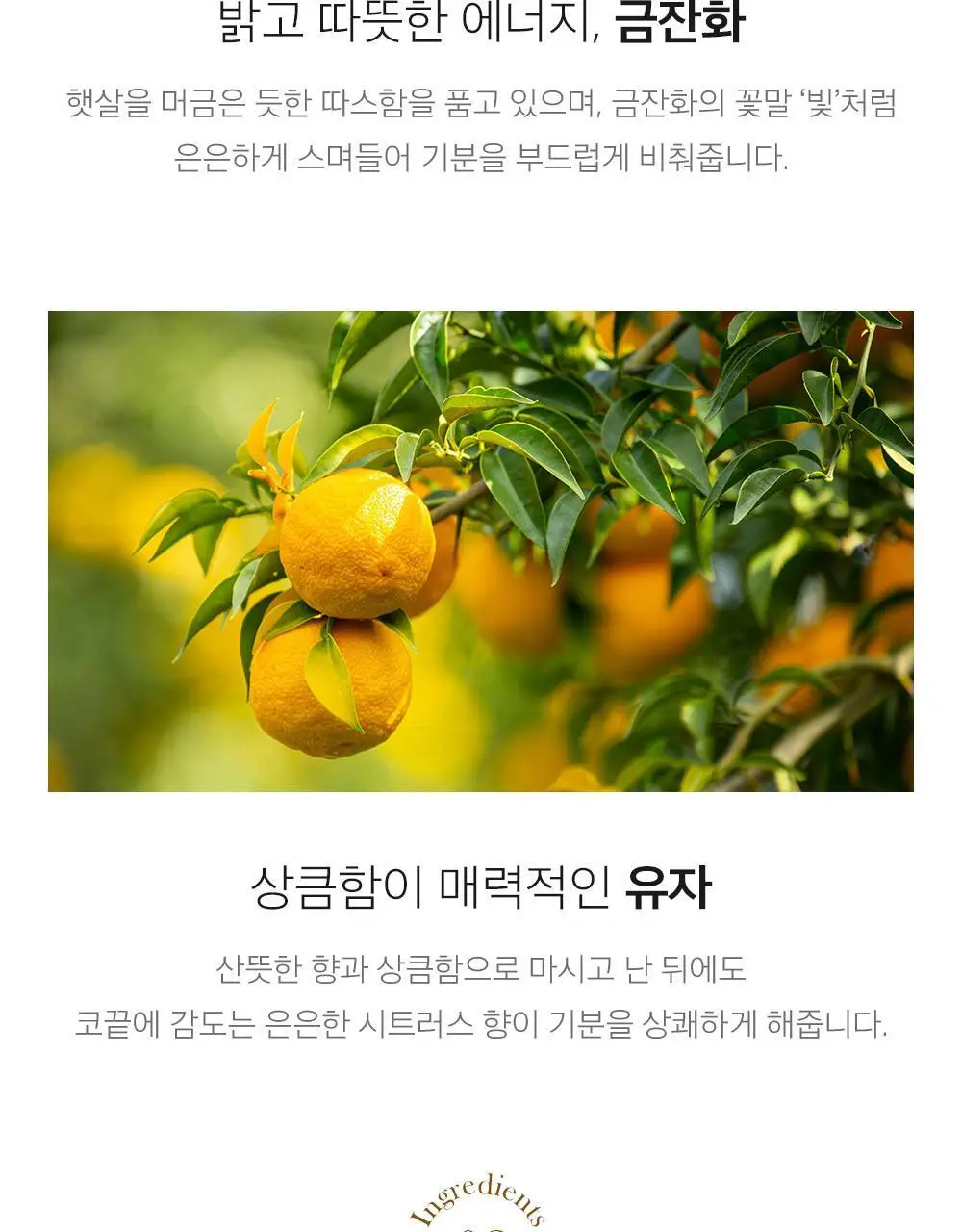 쌍계명차 골드주빌리 금잔화와 유자 10티백 상세페이지 7