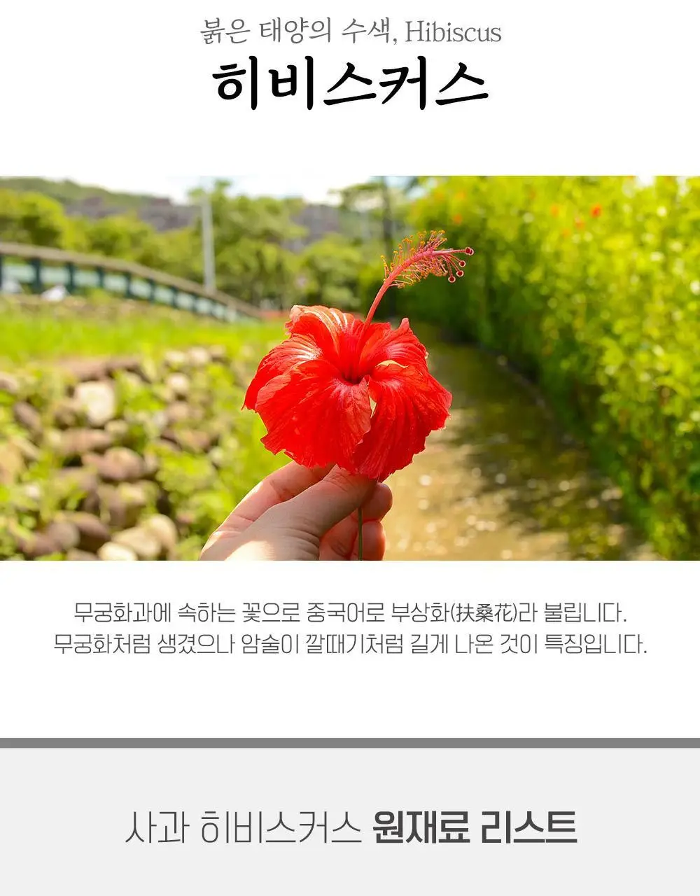 쌍계명차 과일뿜뿜 선물세트(사과+레몬+오렌지)과일허그 10TB 3종 세트 상세페이지 6