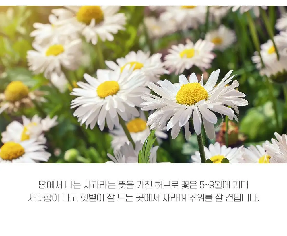 쌍계명차 과일허브티 15티백 3종 중 선택(레몬캐모마일/오렌지루이보스/사과히비스커스) 상세페이지 8
