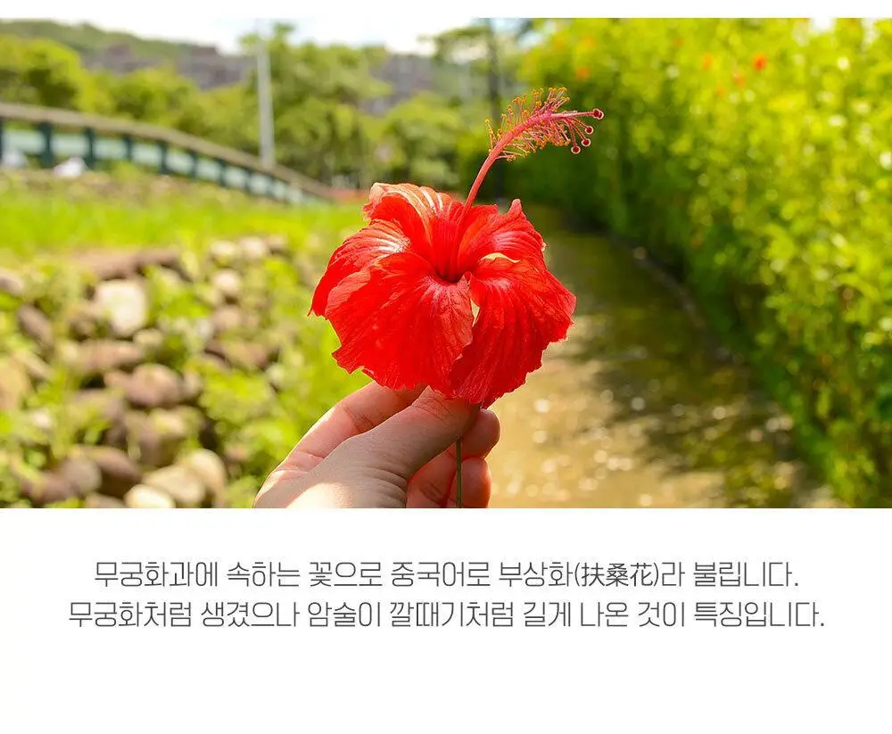쌍계명차 과일허브티 15티백 3종 중 선택(레몬캐모마일/오렌지루이보스/사과히비스커스) 상세페이지 20