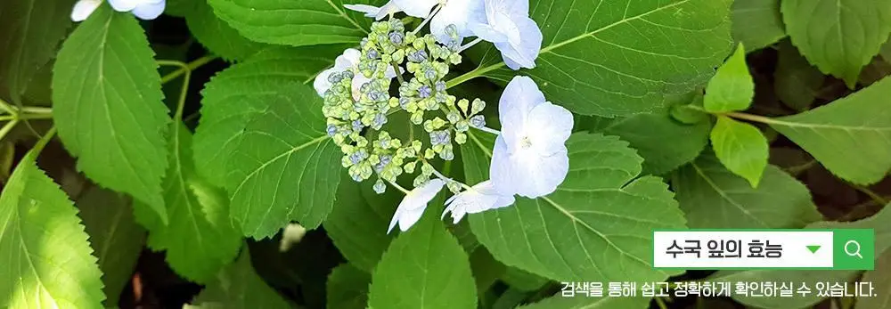 쌍계명차 티마스터캔 12티백 3종 중 선택 상세페이지 17