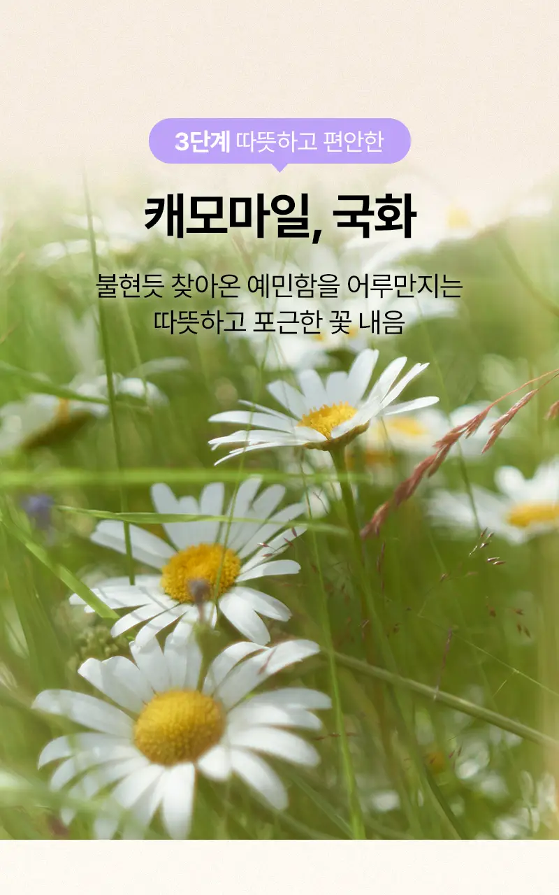 오다다 퍼플문티 24개입 상세페이지 44