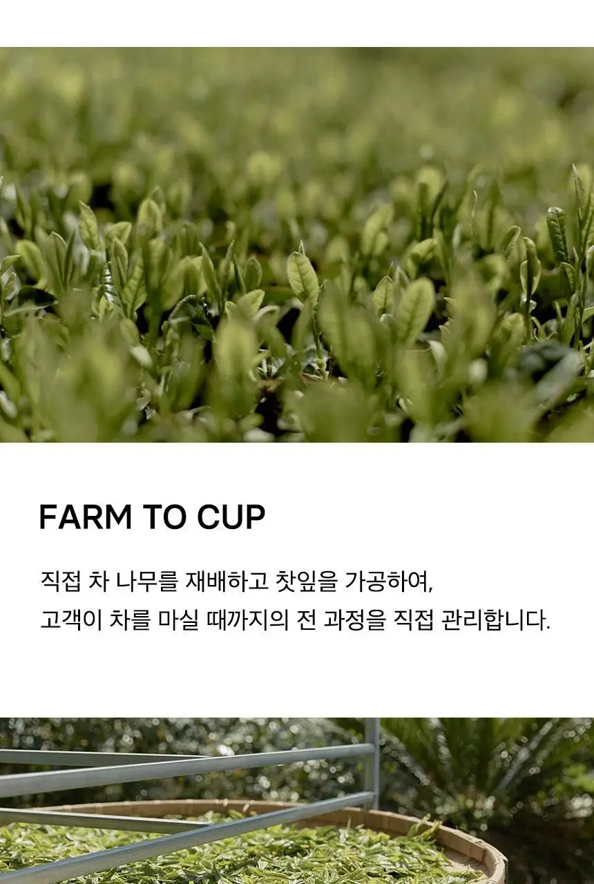 오설록 세작 10입 상세페이지 9