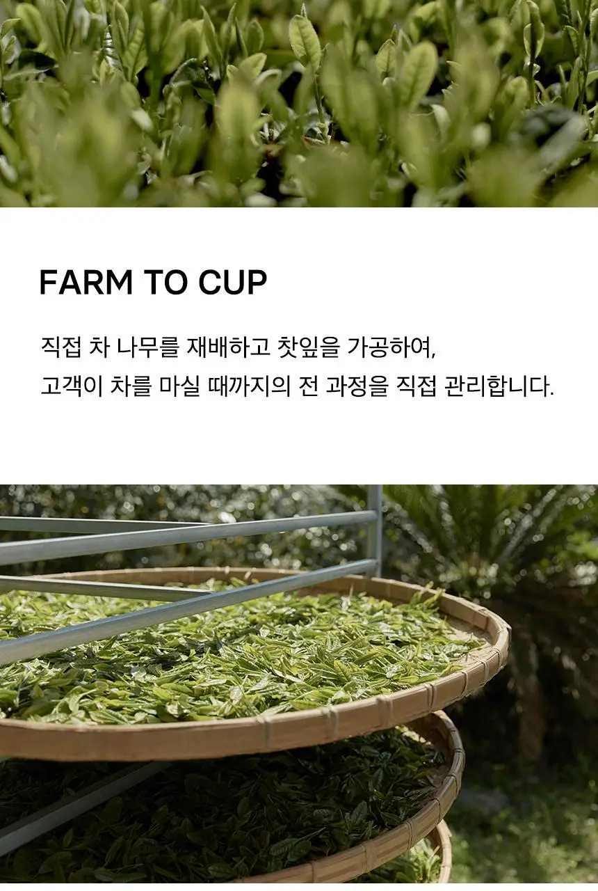 오설록 제주숲홍차 10입 상세페이지 7