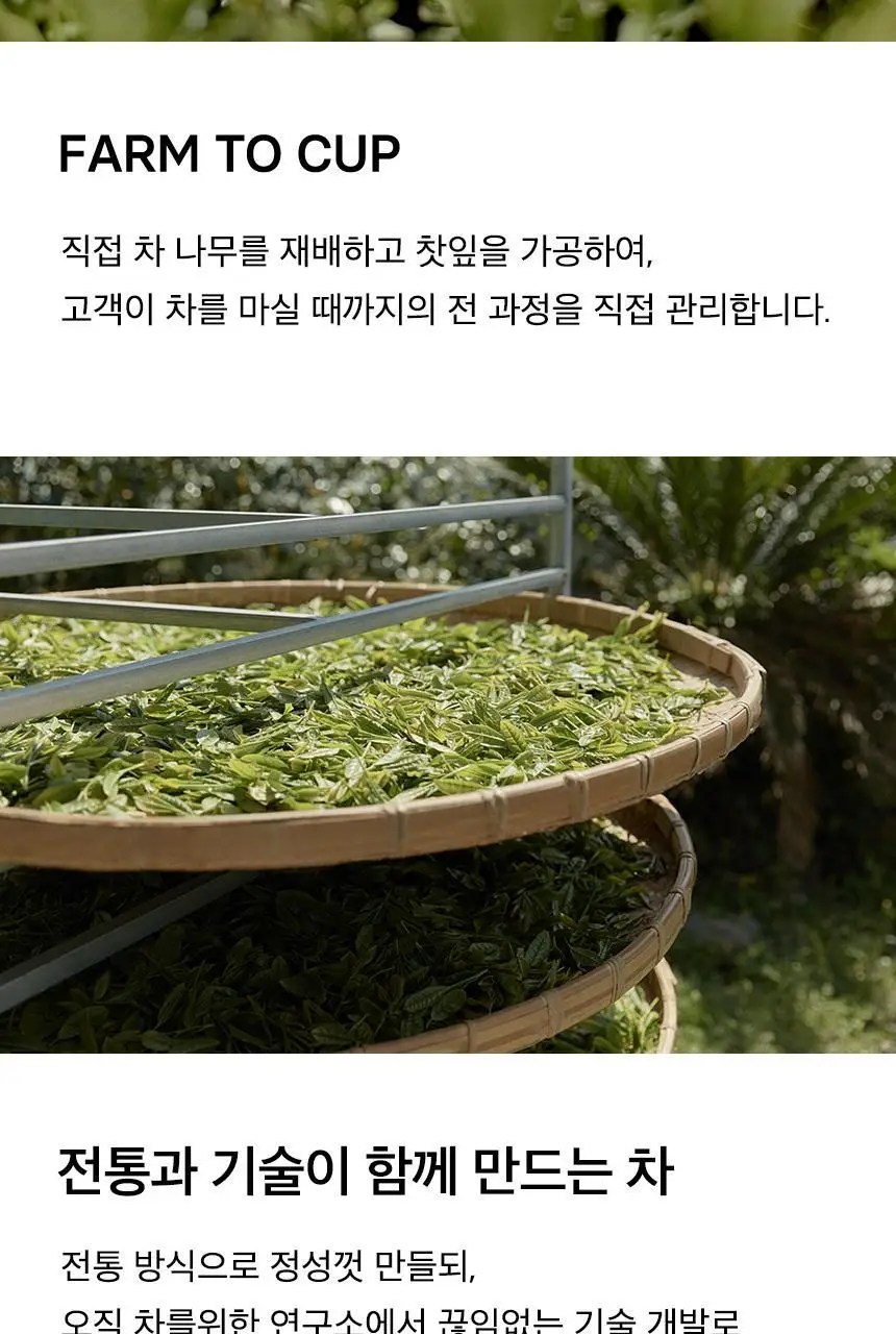 오설록 제주화산암차 10입 상세페이지 7