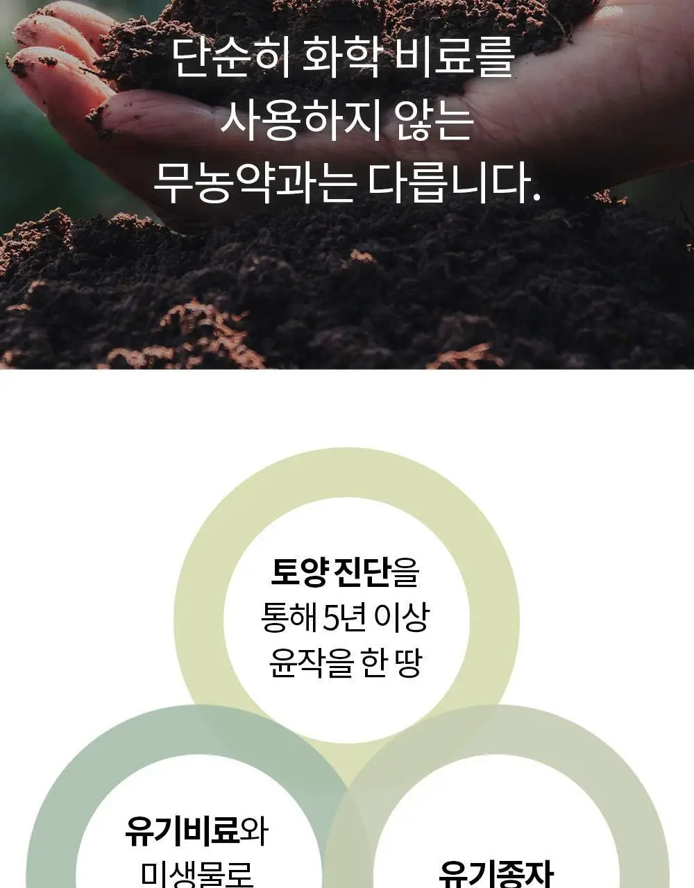 유기농 로쎄 홍차 티백 1.5g 20개입 호지티 상세페이지 11