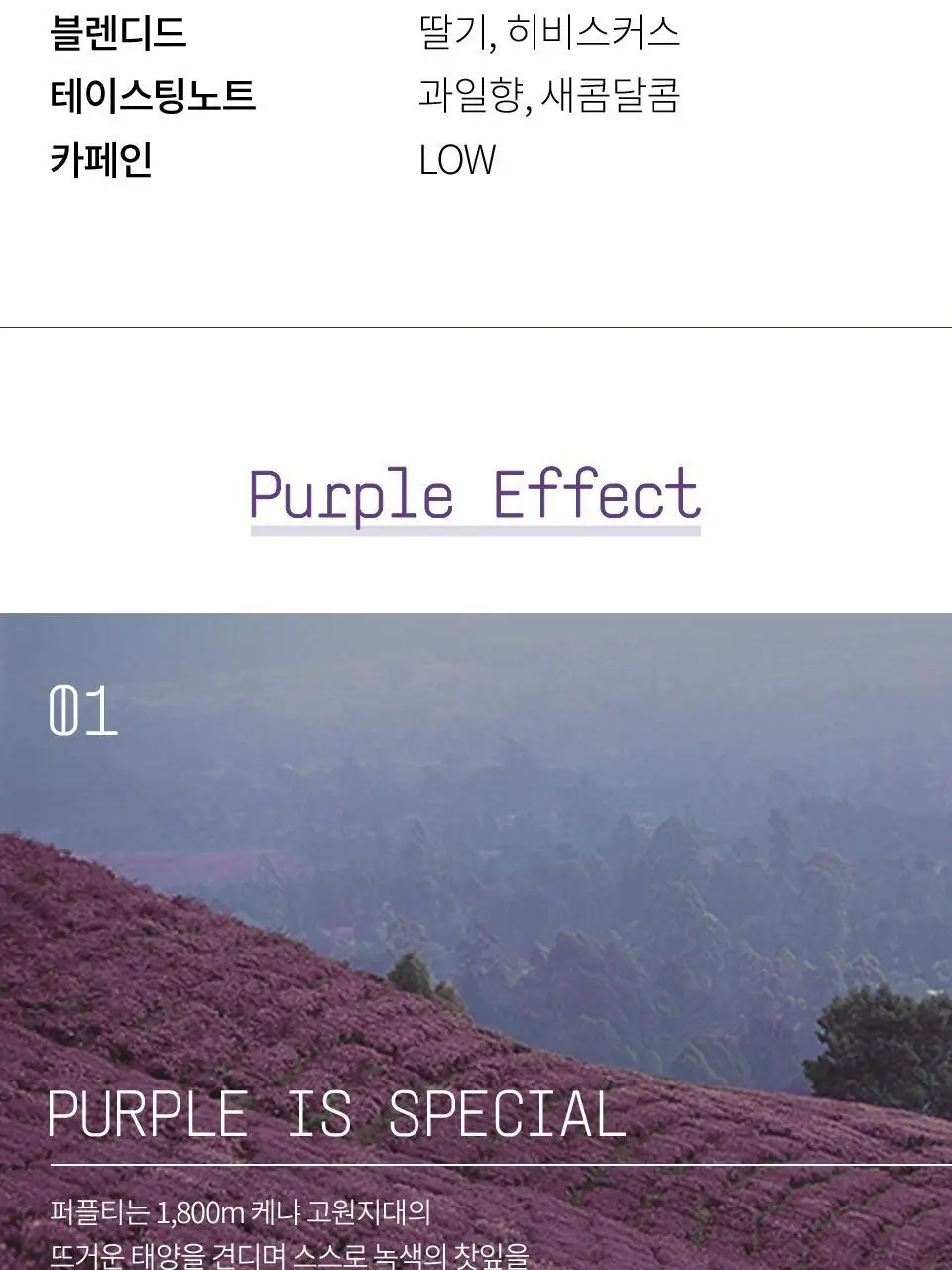 티퍼런스 베리 글로우 퍼플티 5개입 상세페이지 7