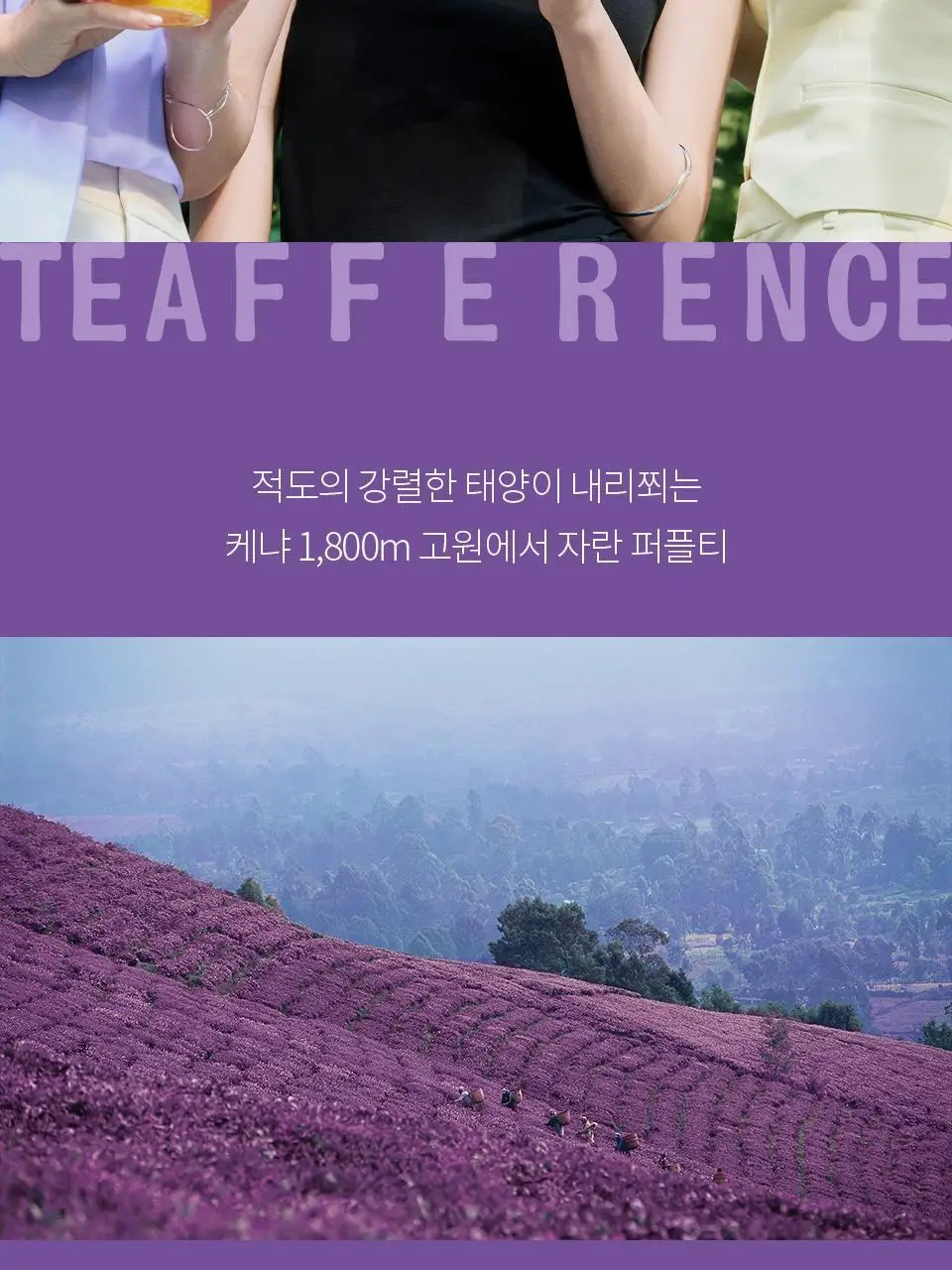 티퍼런스 베리 퍼플티 15개입 상세페이지 2