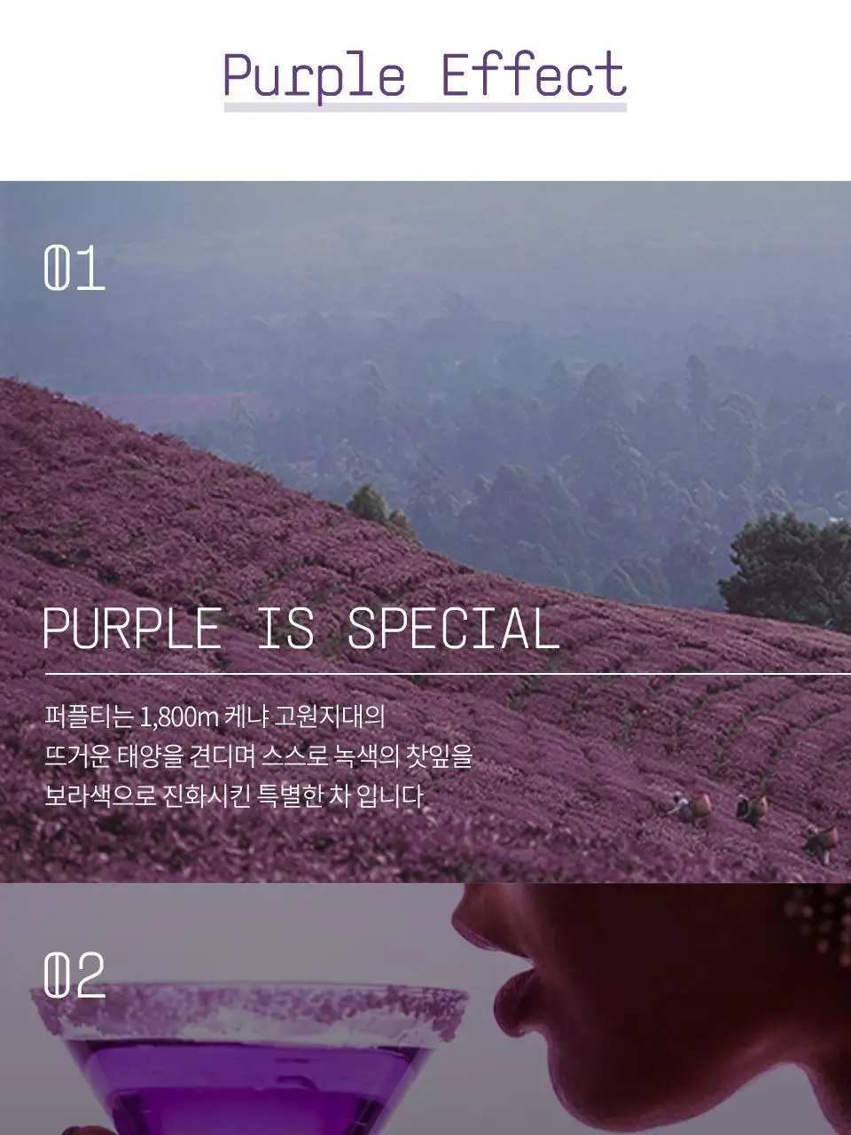 티퍼런스 시그니처 퍼플티 15개입 상세페이지 8