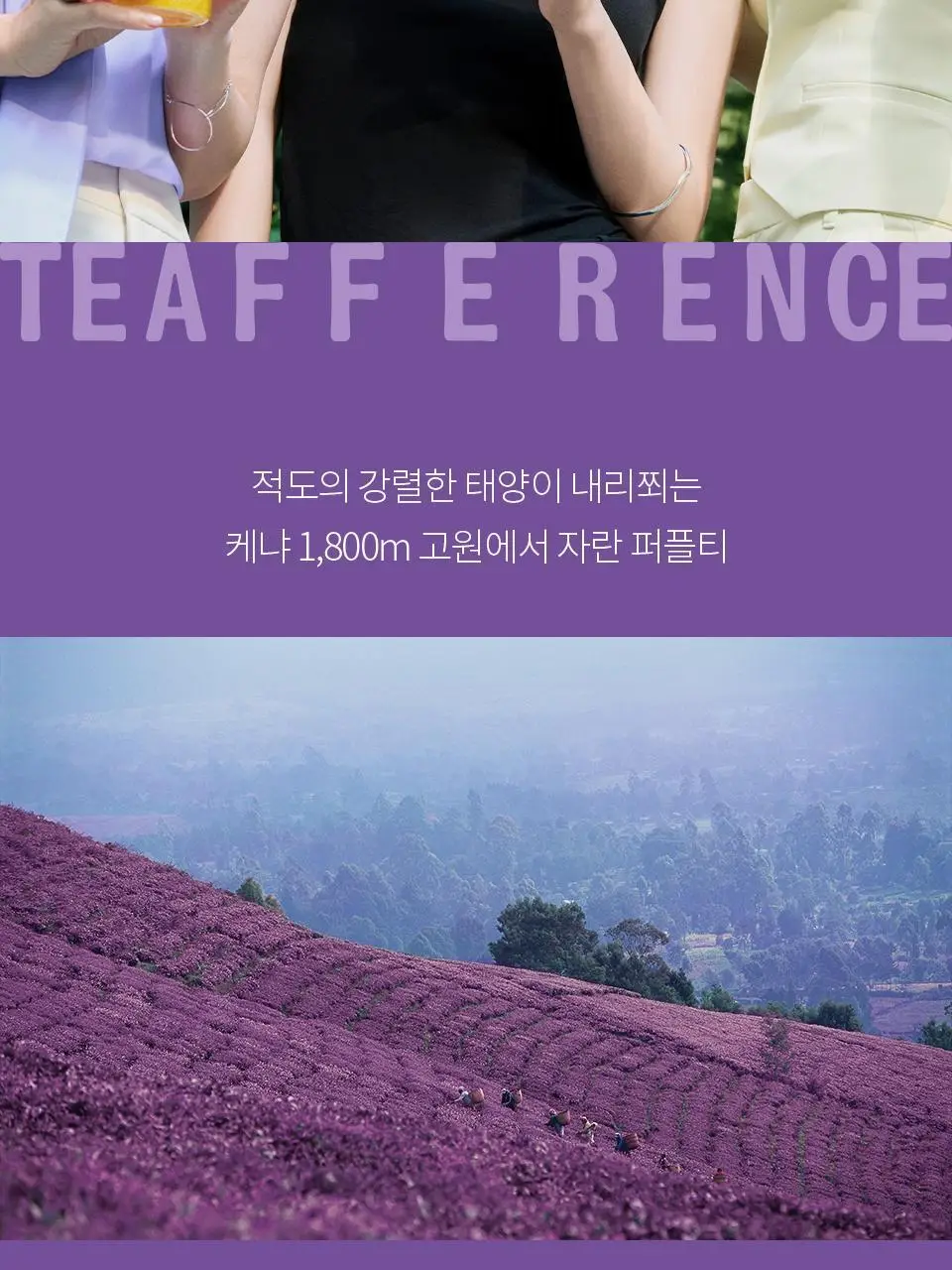티퍼런스 퍼플티 5개입 6종 (시그니처/ABC/오트 펌킨/베리/민트/유자) 상세페이지 2