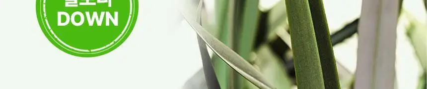 올라 아미노 3000 에너지젤 45g 10입 상세페이지 17
