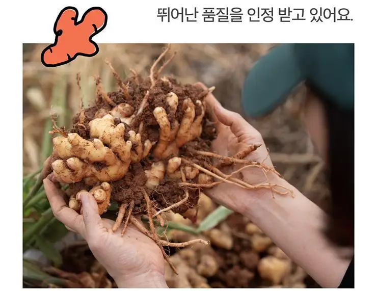타이거모닝 타이거 진저샷 레몬 모닝샷 스타터키트 (10일분) 상세페이지 53