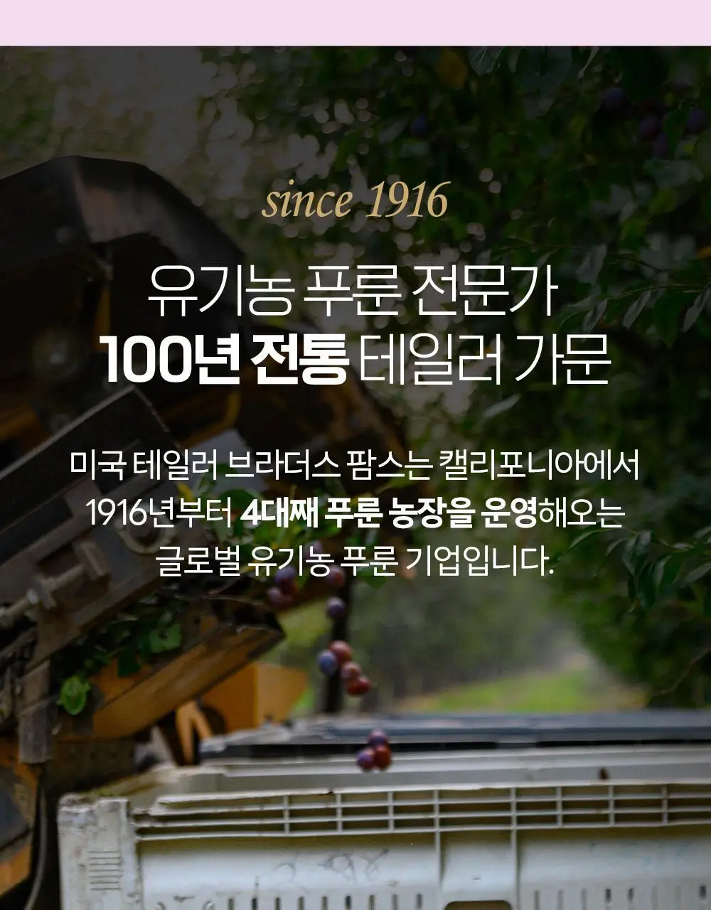 테일러 유기농하루푸룬 20g 10개입 상세페이지 25