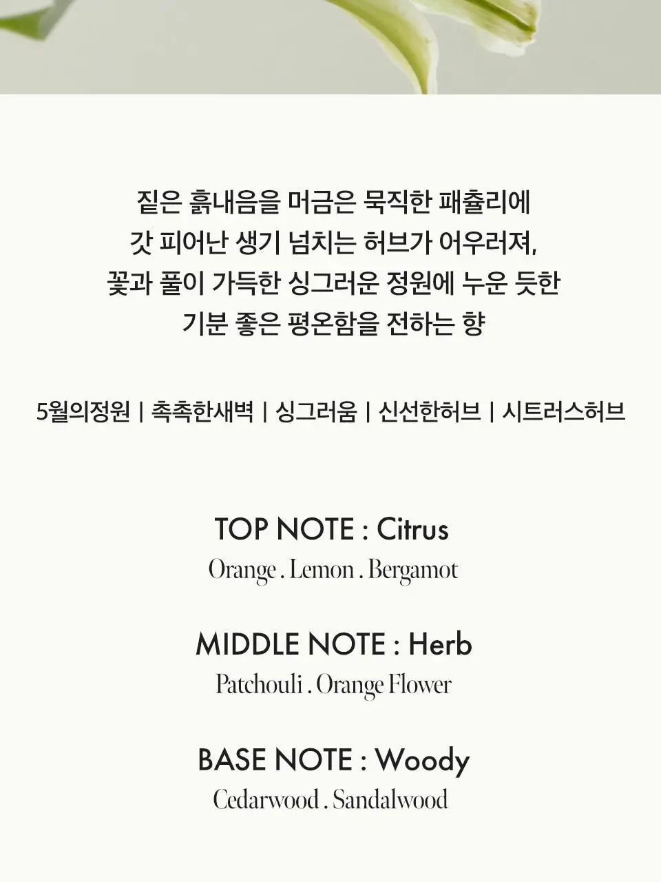 아닐로 패츌리가든 오 드 퍼퓸 10ml/50ml 단독 기획 상세페이지 8