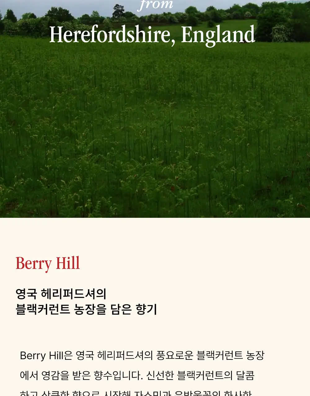 시머스 베리 힐 EDP 50ml 상세페이지 3