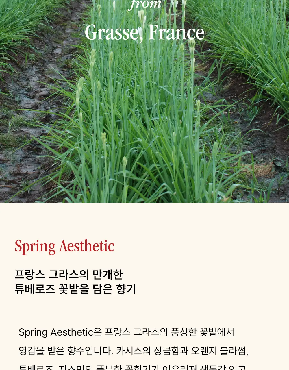 시머스 스프링 에스테틱 EDP 50ml 상세페이지 3