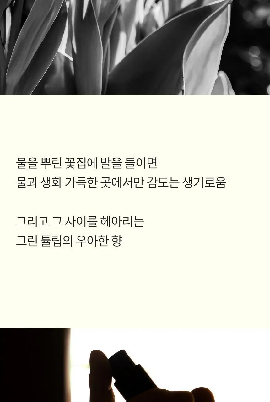 톤28 데튤립 오드 퍼퓸 100ml 상세페이지 3