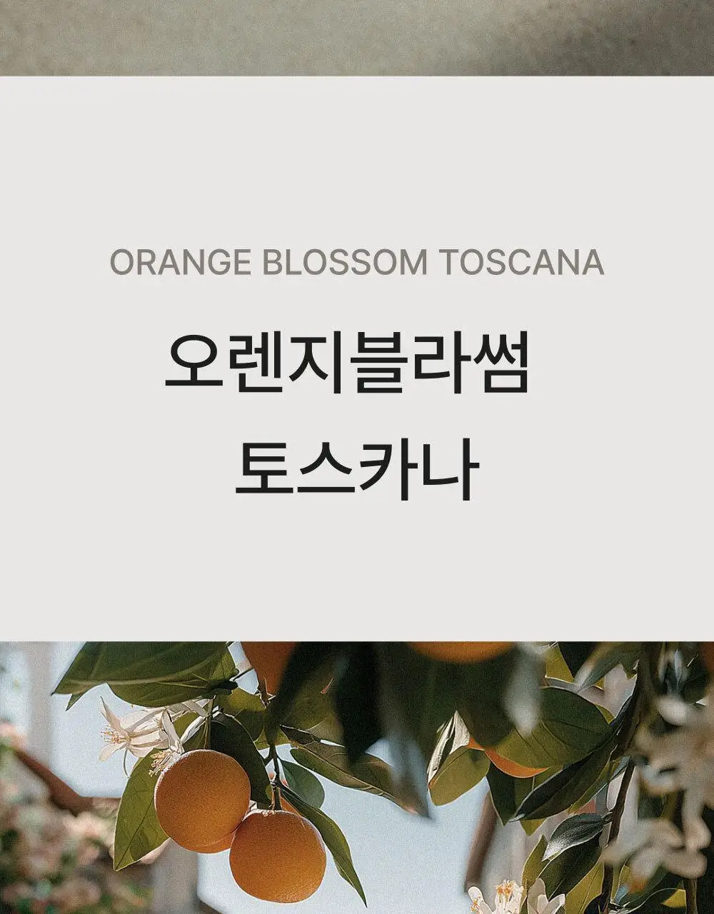센틀리에 EDP 50ml 오렌지 블라썸 토스카나 상세페이지 3