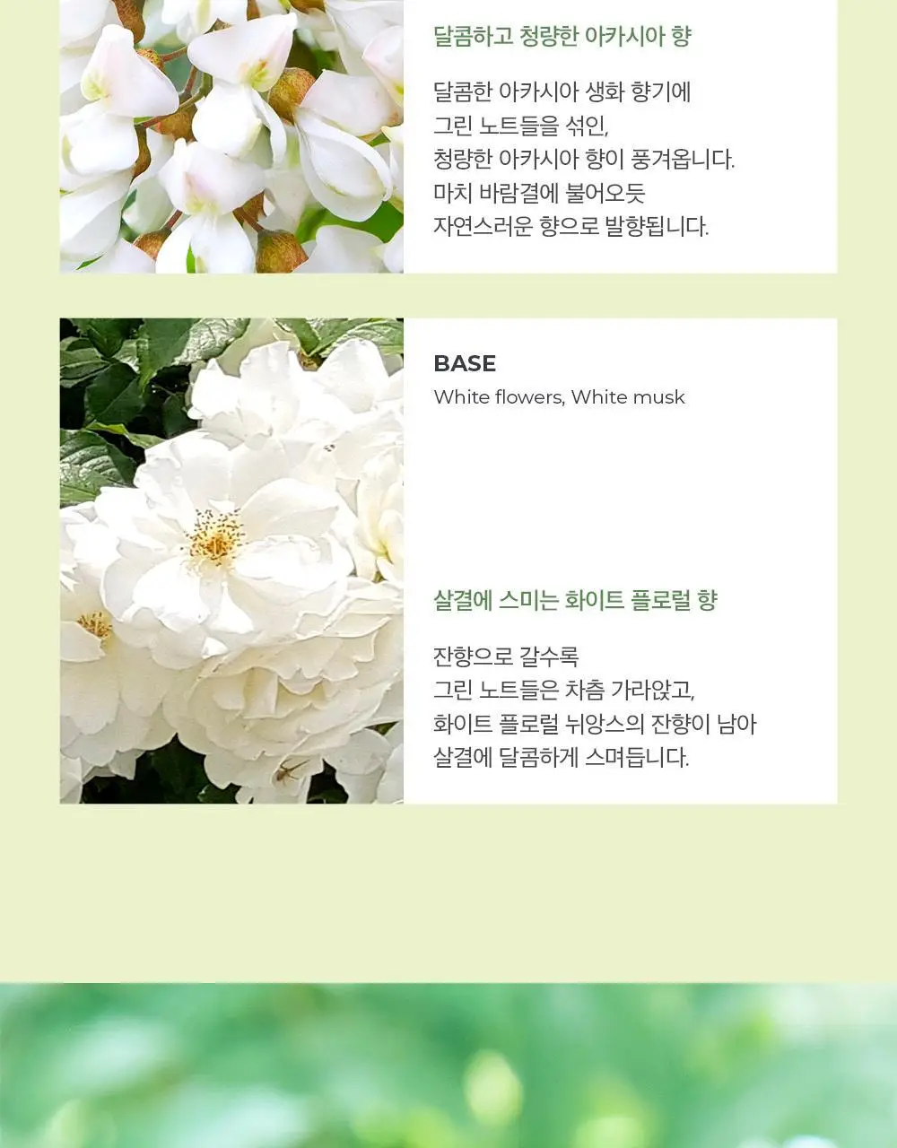 아로 라잉 아카시아 EDT 50ml 상세페이지 5
