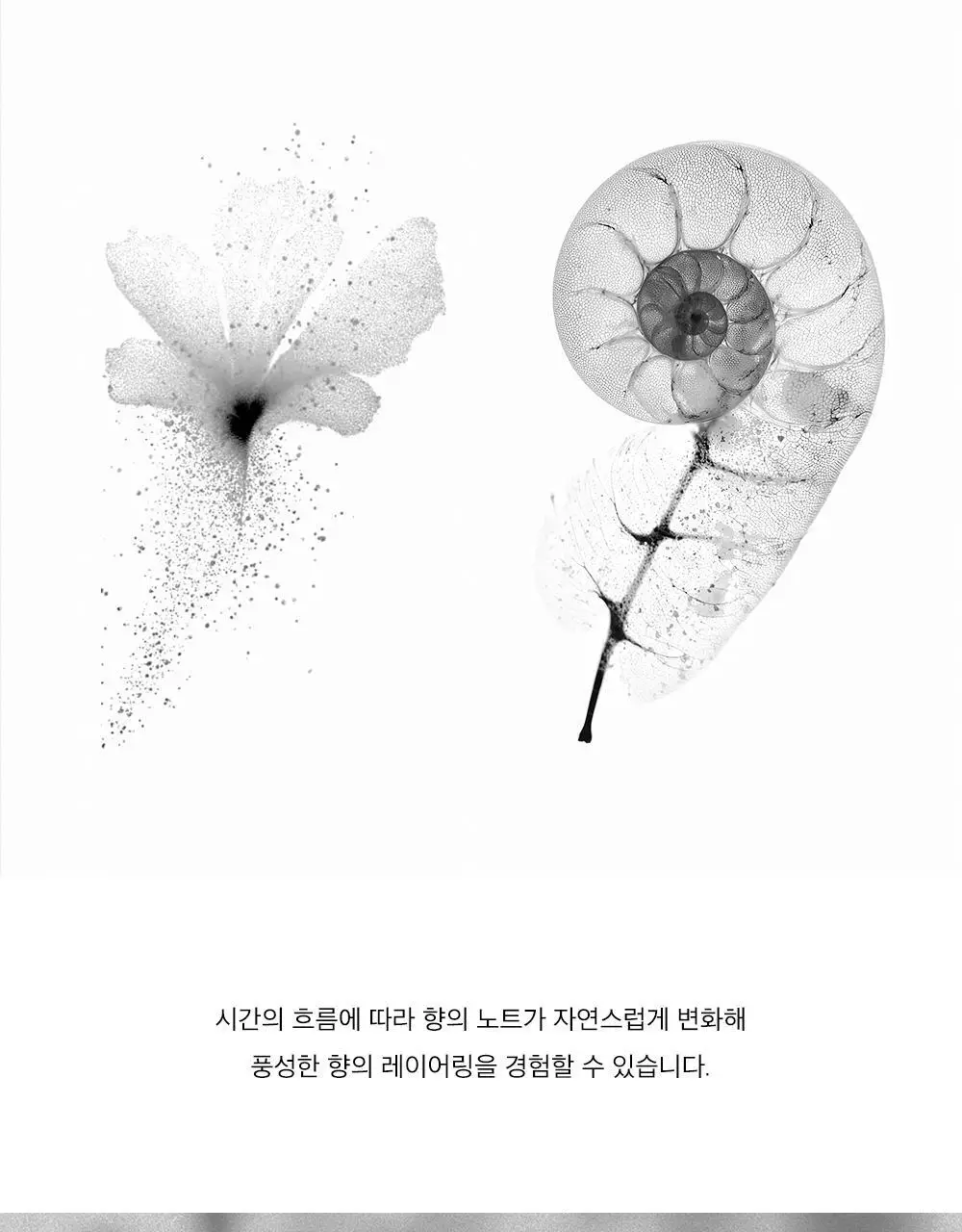 알보우 헤어퍼퓸 미스트 50ml 모노크롬 상세페이지 6