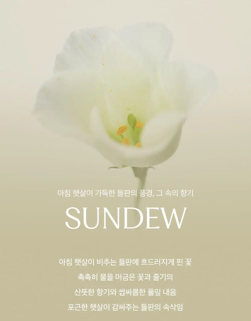 플랫츠 디퓨저 110ml 썬듀 상세페이지 6