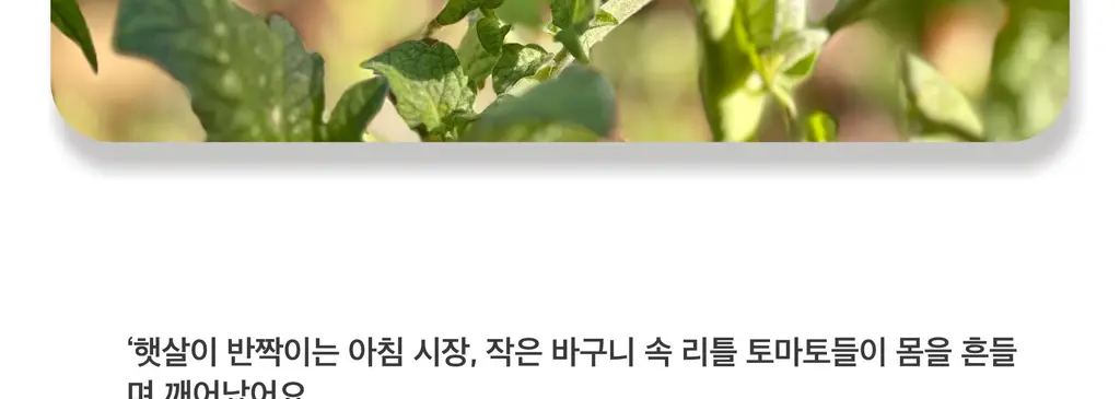 스침 섬유 공간 향수 200ml 리틀토마토 상세페이지 9
