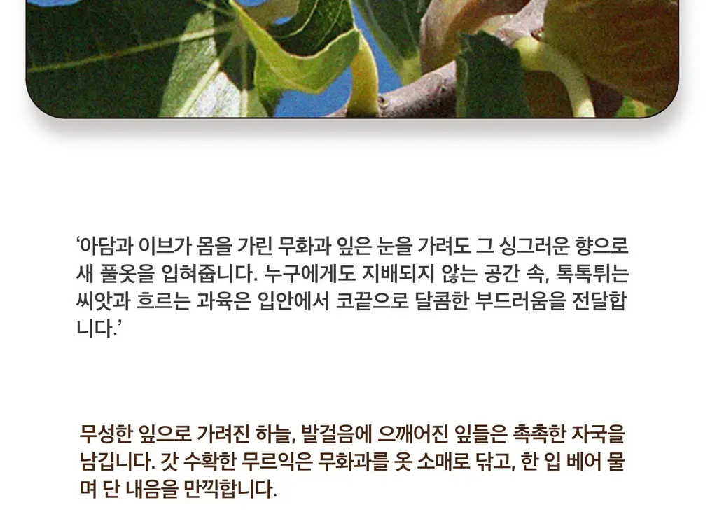 스침 섬유 공간 향수 200ml 피그리프 상세페이지 5