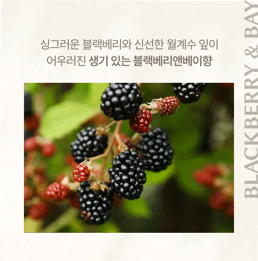 피에브 에어워셔 고체탈취제 블랙베리&베이 250g 상세페이지 14