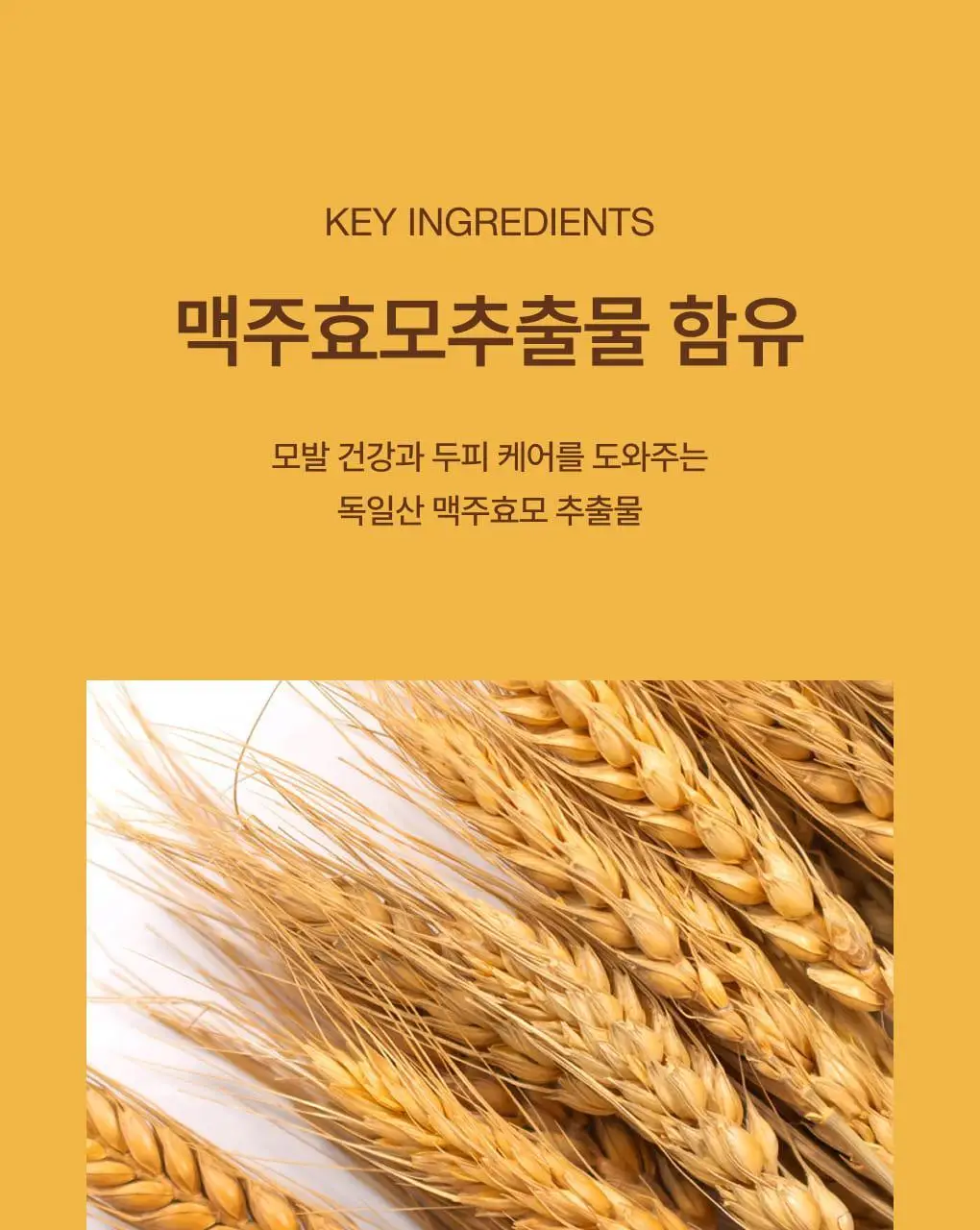 반코르 맥주효모 카페인 탈모샴푸 500ml 상세페이지 7