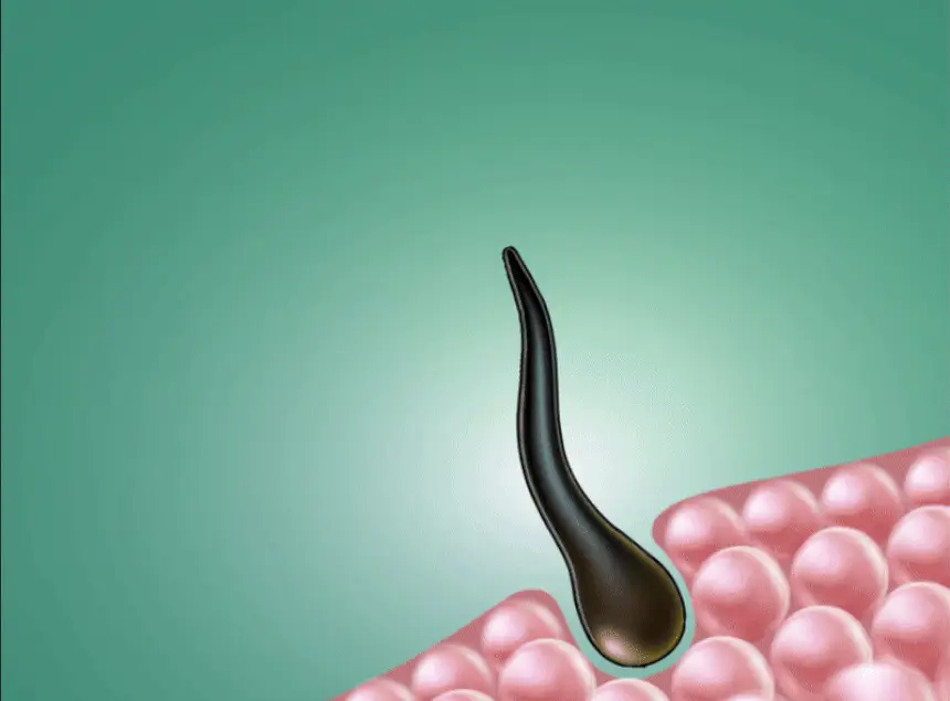 더마푸라민 프로바이오 스칼포니 딥 케어 트리트먼트 200ml 상세페이지 5