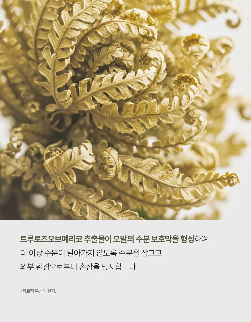 시티르 데일리 딥 케어 헤어 밀크 100ml 상세페이지 26