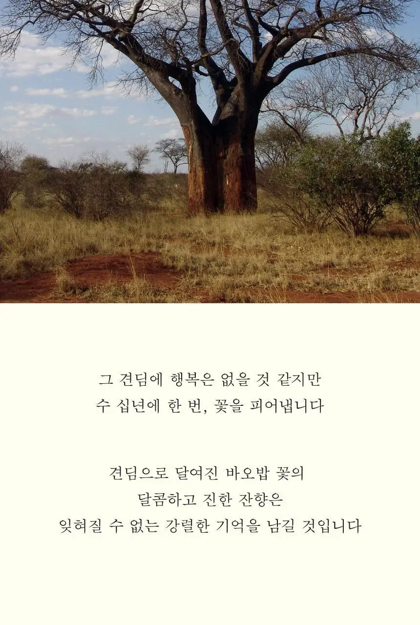 톤28 헤어 퍼퓸 미스트 100ml (바오밥코튼/데튤립플라워 택1) 상세페이지 3