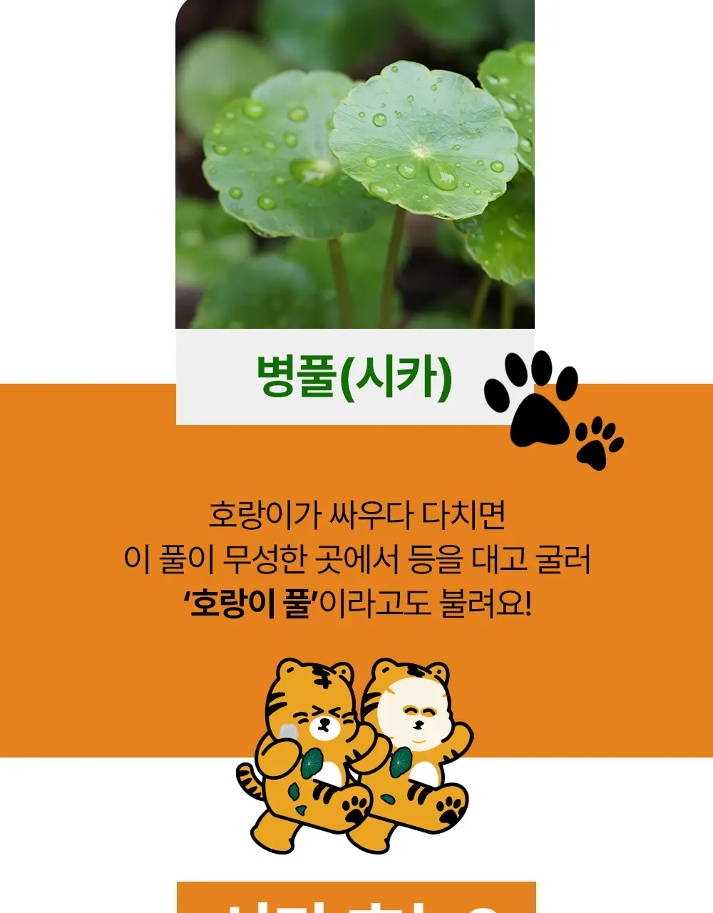 스노우투플러스 따꼼 호랑이 트러블 패치(중형 패치 6매+클리어 패치 45매) 상세페이지 31